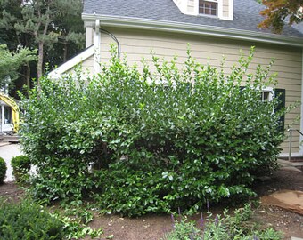 5 Manhattan Euonymus Plants(Euonymus klautschovicus 'Manhattan 3" container