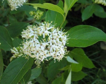 2 Silky Dogwood Plants(Cornus Amomum)  4" container