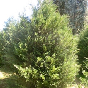 5 Murray Leyland Cypress