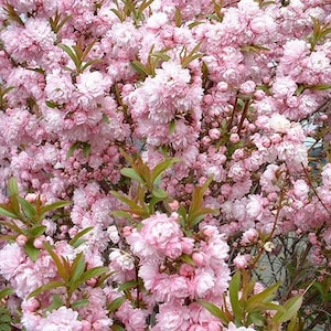 5 Flowering Almond Plants 6-12" in height and BAREROOT