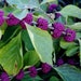 5 American Beautyberry Plants(Callicarpa Americana) Bareroot!