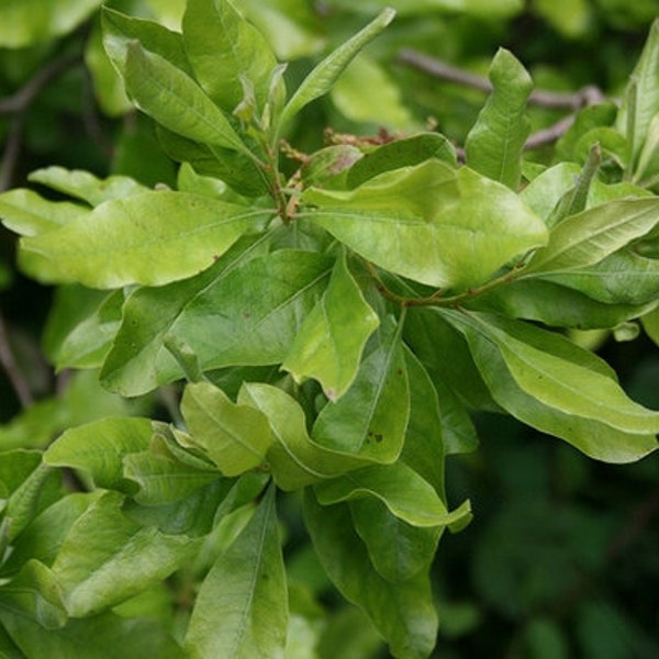 2 Bayberry Plant(Myrica Pensylvanica) 4" container