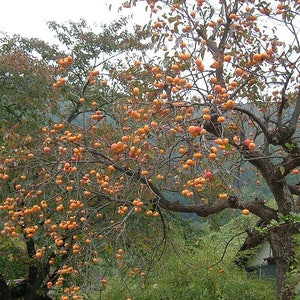 1 Persimmon Tree(Diospyros Virgoniana) 4" container