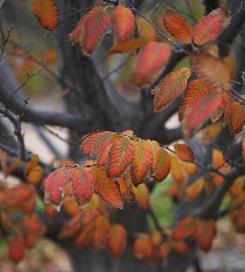 1 American Hornbeam Tree 4 container Carpinus Caroliniana image 1