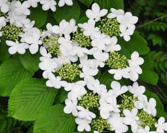 1 Japanese Snowball Plant(Viburnum Plicatum) 4" Containers