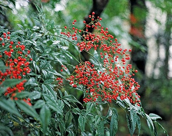 2 Domestica Nandina Plants 3" containers