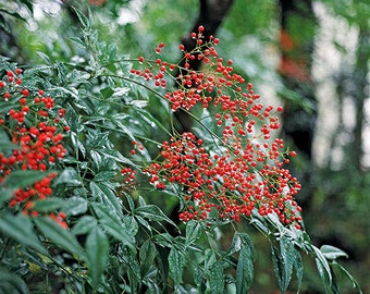 2 Domestica Nandina Plants 3" containers