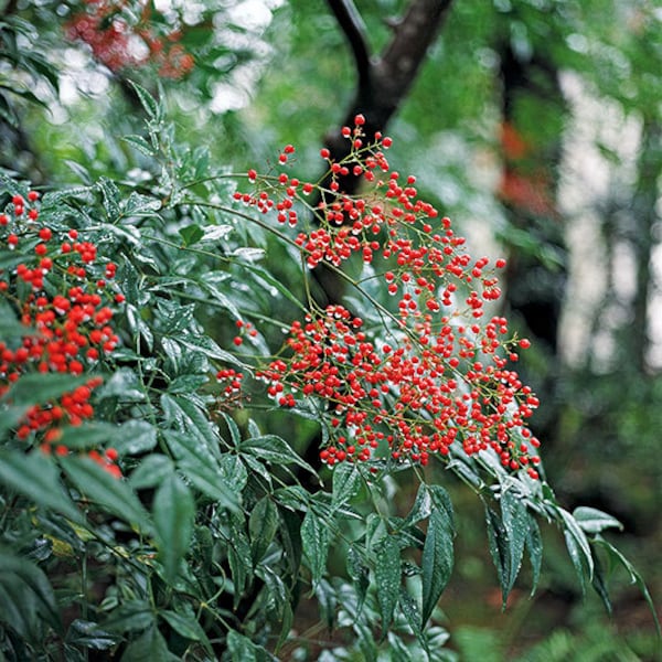 2 Domestica Nandina Plants 3" containers