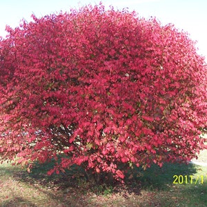 1 Burning Bush Plants(Euonymus Alatus 'Compacta') 4" CONTAINERS(On sale now)