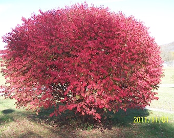 2 Burning Bush Plants(Euonymus Alatus 'Compacta') 4" CONTAINERS(On sale now)