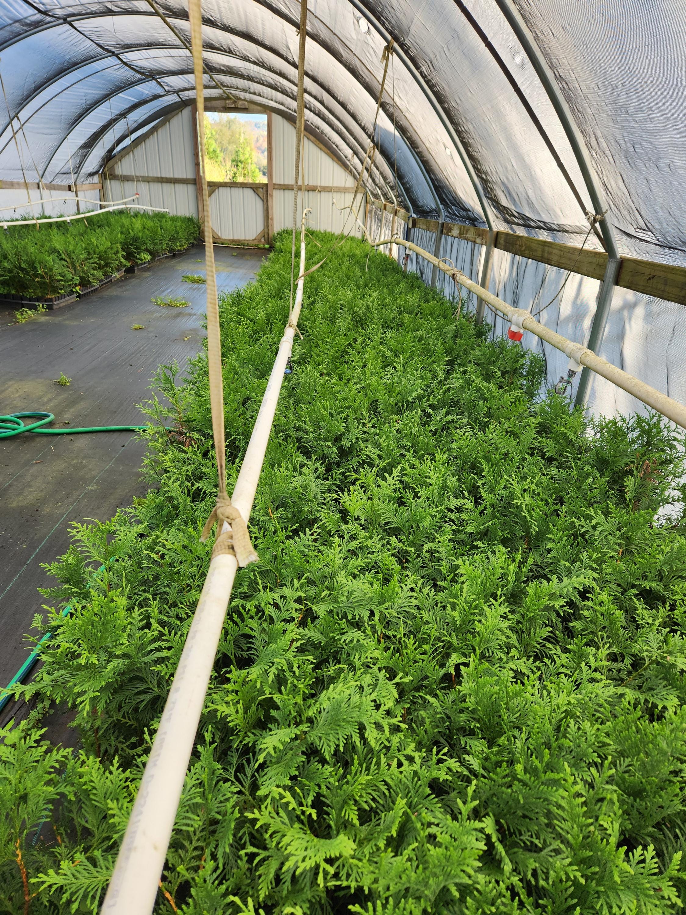 10 plantas de arborvitae gigante verde (Thuja Green Giant) en contenedores  de 3\, image size:2250x3000