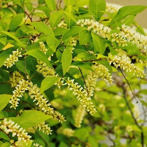 2 Henry&#39;s Garnet(Itea Virginica)