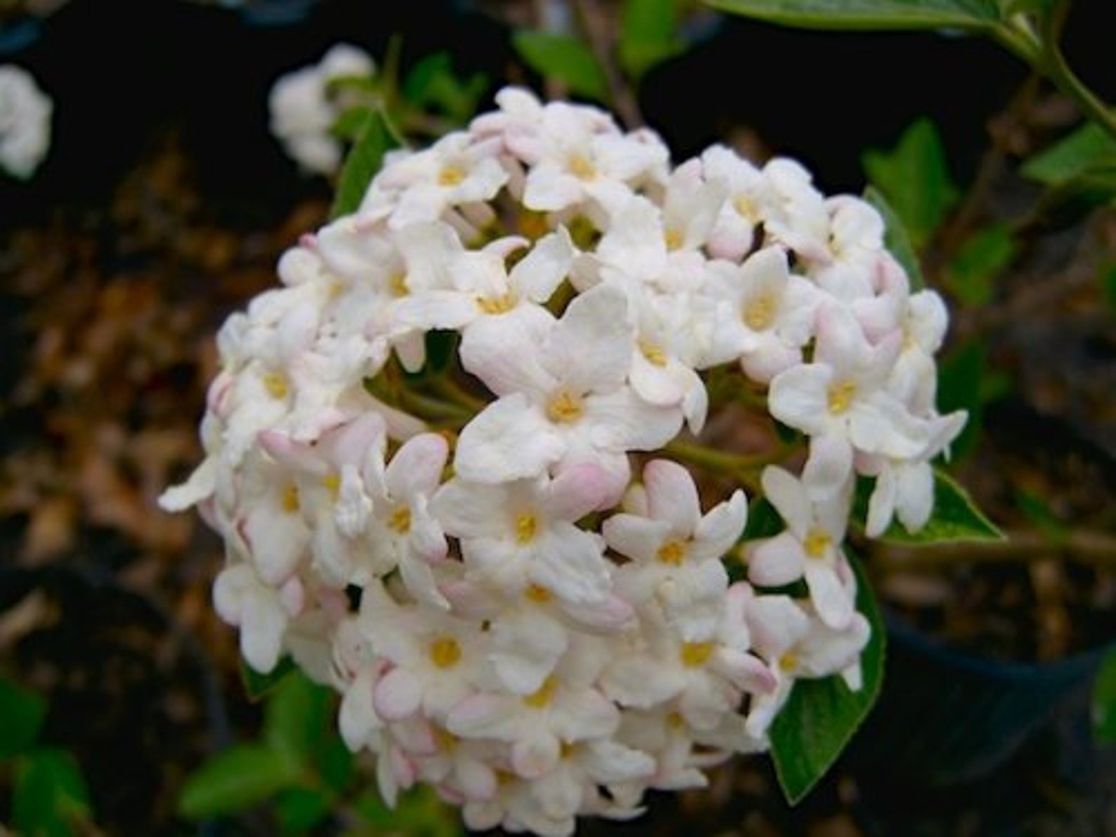 2 Juddi Viburnum Plantsviburnum X Juddii Etsy UK