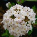 see more listings in the Flowering shrubs section