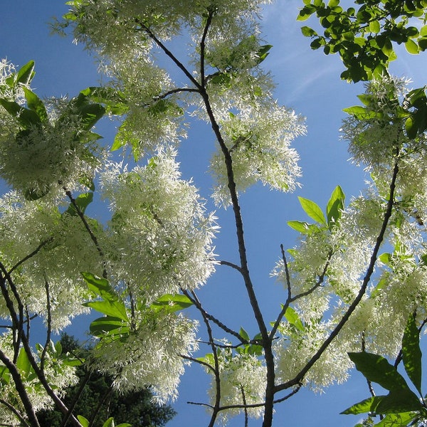 2 White Fringe Tree (Chionanthus Virginicus)  4-6" tall 4" containers