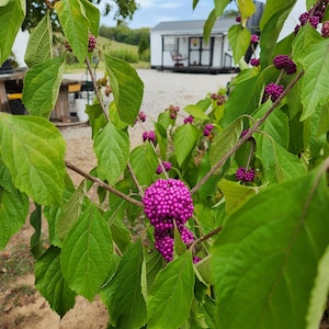 3 American Beautyberry Plants 21/2"" containers(Callicarpa Americana)