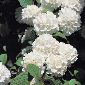 1 Old Fashioned Snowball Bush(Viburnum Opulus) 4" container