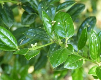 2 Burfordi Holly Plants(Ilex Cornuta 'Dwarf Burford') 3" containers