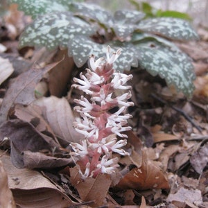 40 Pachysandra Bulbs/root system(Pachysandra Procumbens) ON SALE NOW!