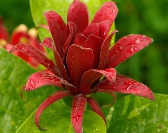 2 Carolina Allspice Plants(Calycanthus florida) 4" containers