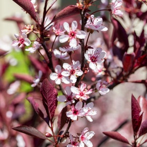 2 Cistena Plum Plants(Prunus x Cistena)