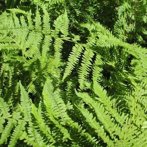40 Lady Fern Bulbs(Athyrium Filix-Femina)