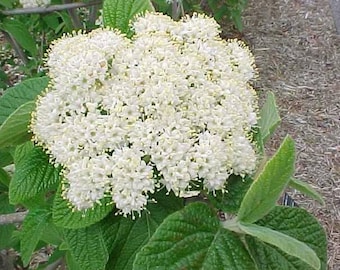 2 Alleghany Viburnum Plants(Rhytidophylloides 'Alleghany') 3" Containers