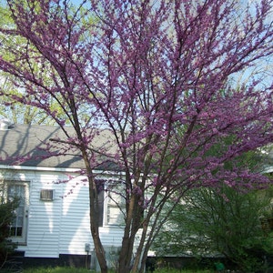 2 Redbud Trees(Cercis Candensis)4" container