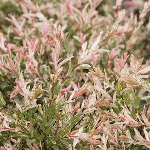 2 Dappled Willow Plants(Salix Integra 'Hakuro Nishiki) 21/2" containers