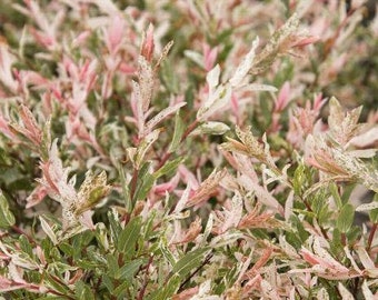 2 Dappled Willow Plants(Salix Integra 'Hakuro Nishiki) 21/2" containers