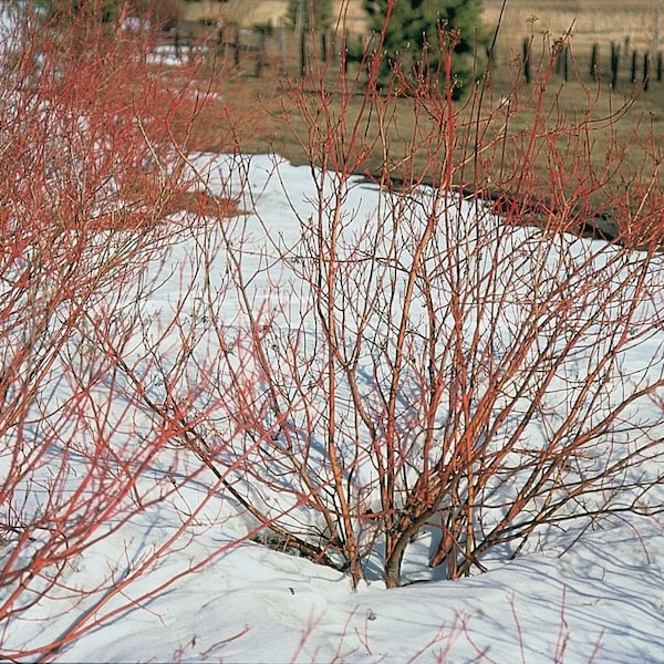1 Red Twig Dogwood Plant(Cornus Serica)