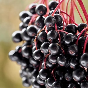 2 Elderberry Plants(Sambucus Canadensis) 4&quot; container 6-12&quot; in height(ON SALE NOW)