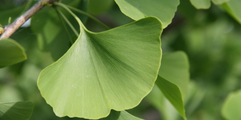 2 Ginkgo Trees Ginkgo Biloba 4 container