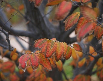 2 American Hornbeam Trees(Carpinus Caroliniana)4" container