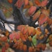 2 American Hornbeam Trees(Carpinus Caroliniana)4" container