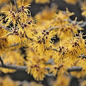 2 Witchhazel Plants(Hamamelis Virginiana) 4&quot; Container