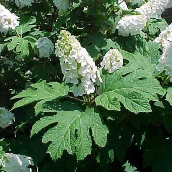 Hydrangea Plant - Etsy