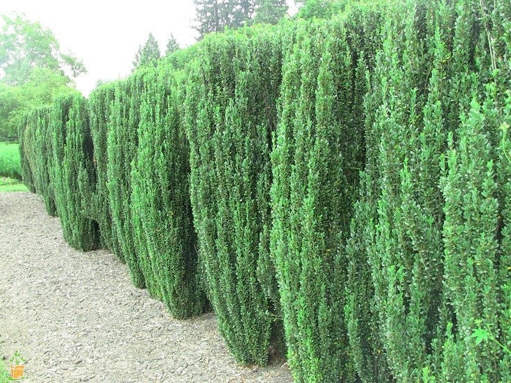 5 Sky Pencil Holly Plantsilex Crenata 'sky Pencil' Etsy