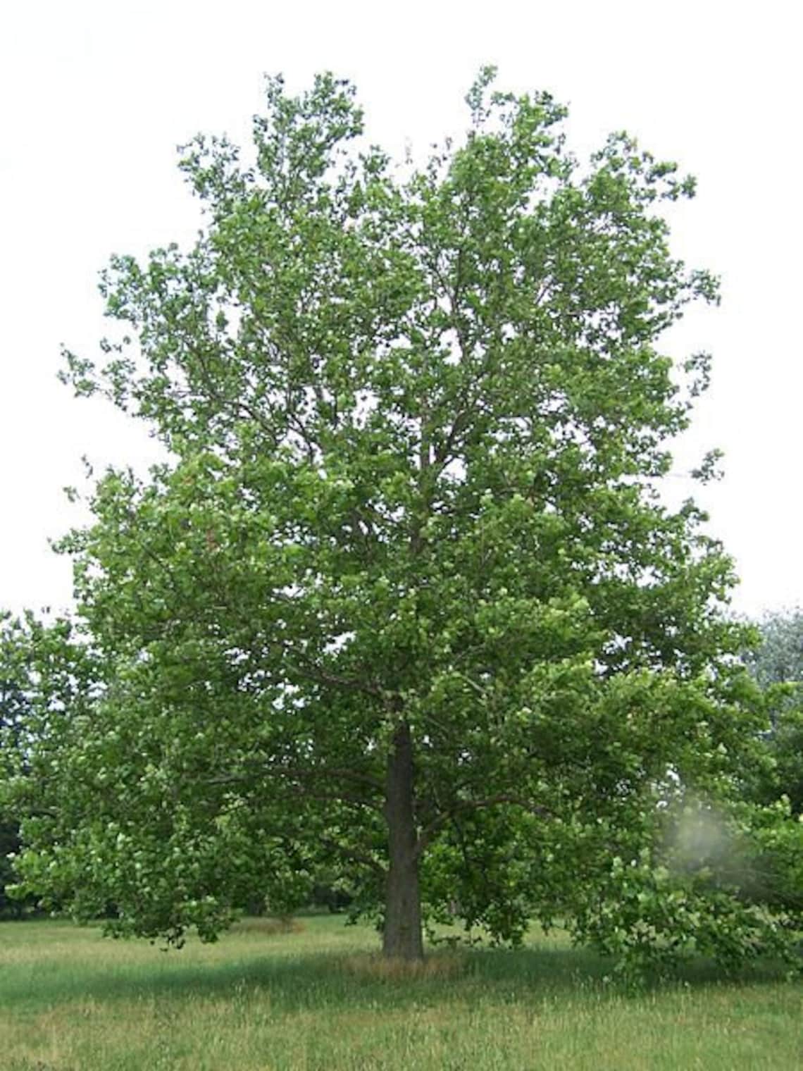 2 American Plane Tree(sycamore)(platanus Occidentalis) 4" Containers - Etsy