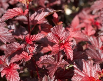 2 Red Ninebark Plants(A beautiful landscaping plant)