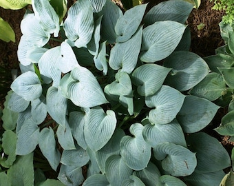 2 Halcyon Hosta Plant 4" containers