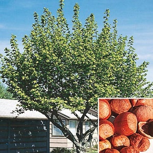 2 American Hazelnut Trees(Corylus Americana)  4" containers(ON SALE NOW)