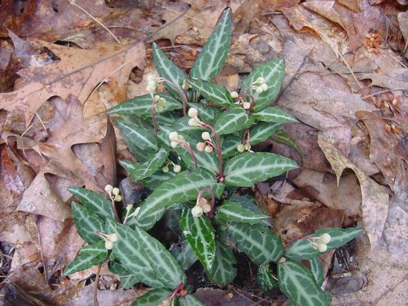 20 Wintergreen Plantschimaphila Maculata Etsy