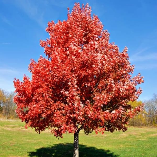 1 Brandywine Maple Trees(Acer Rubrum 'Brandywine') 3" containers