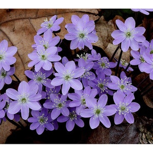 40 Hepatica Bulbs/root system(Hepatica Acutiloba(sharp))