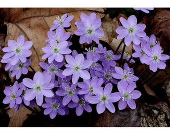 40 Hepatica Bulbs/root system(Hepatica Acutiloba(sharp))