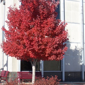 May include: A vibrant red maple tree with lush foliage stands in front of a white building. The tree is in full autumn color, with leaves ranging from deep crimson to bright scarlet. The building has large windows and a simple design.