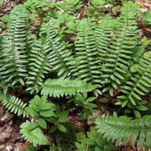 40 Christmas Fern Bulbs(Polystichum Acrostichoides)