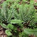 10 Christmas Fern Bulbs(Polystichum Acrostichoides)