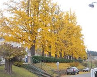 2 Ginkgo Trees(Ginkgo Biloba)4" container